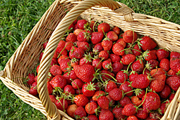 Les fraises du Potager de l'Aubiniere