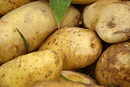 Les pommes de terre du Potager de l'Aubinière