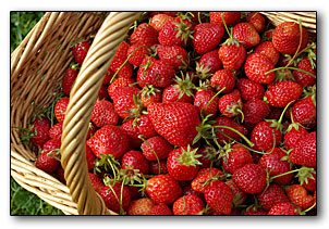 les fraises du Potager de l'Aubinière