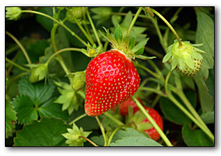 Libre cueillette de fraises au Potager de l'Aubinière